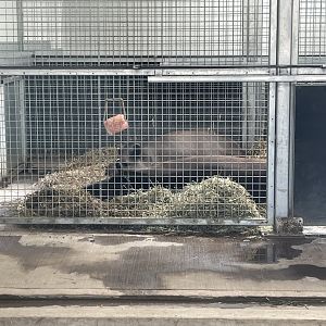 Tapirs in indoor area at YWP