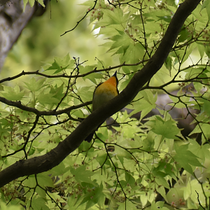 Narcissus Flycatcher ~ Meiji Jingu Shrine