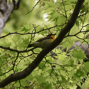 Narcissus Flycatcher ~ Meiji Jingu Shrine
