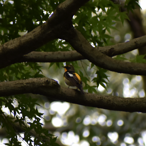 Narcissus Flycatcher ~ Meiji Jingu Shrine