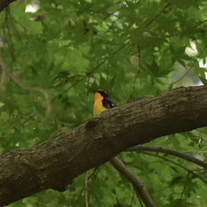 Narcissus Flycatcher ~ Meiji Jingu Shrine