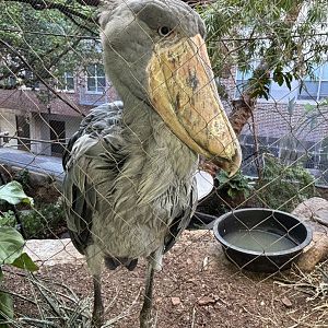 Shoebill