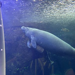 Manatee