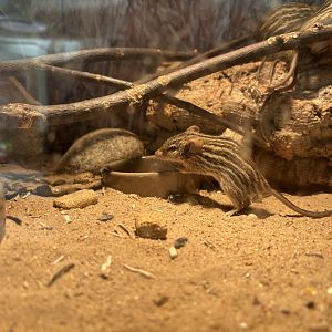 Barbary Striped Grassland Mouse