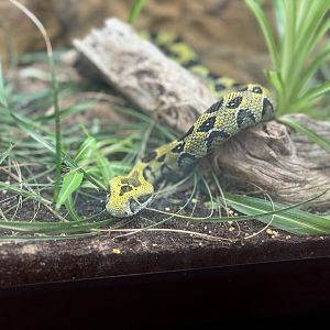 Ethiopian Mountain Adder
