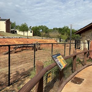 Red River Hog Exhibit