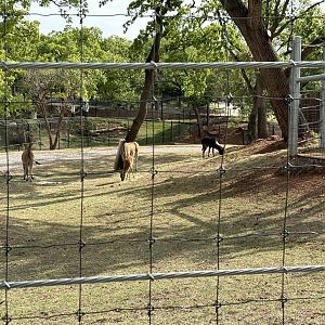 Mixed Species Extra Yard