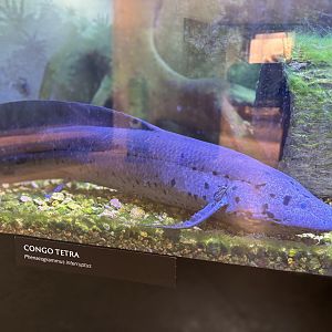 African Lungfish