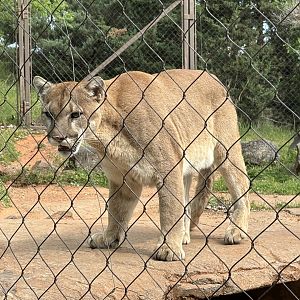 Mountain Lion
