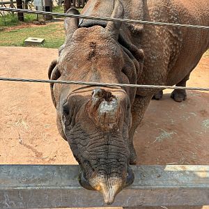 Ashanti, Greater One Horned Rhino