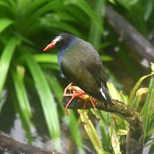 Allen's Gallinule (Porphyrio alleni)
