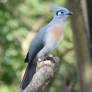 Crested Coua (Coua cristata)