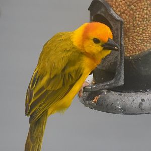 Taveta Golden Weaver (Ploceus castaneiceps)