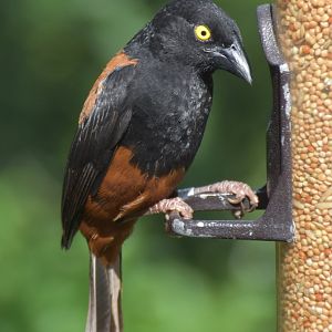 Chestnut-and-black Weaver (Ploceus castaneofuscus)