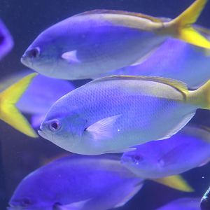 Caesio teres or cuning ?