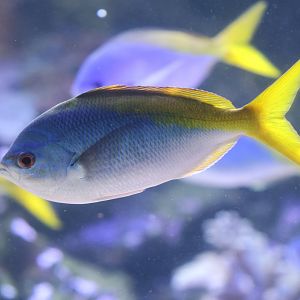 Caesio teres or cuning ?