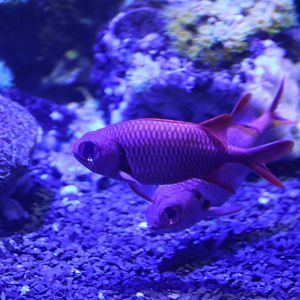 Myripristis murdjan or amaena ?