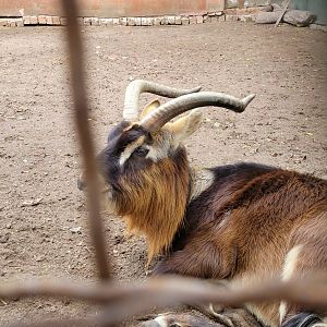 Nile Lechwe - Dec 2023