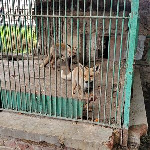 Nile red fox (V. v. niloticus) - Dec 0p23