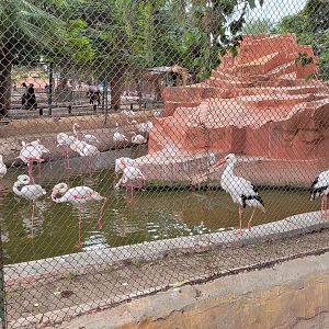 Stork and flamingo enclosure - Dec 2023