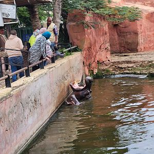 Feeding the hippos - Dec 2023