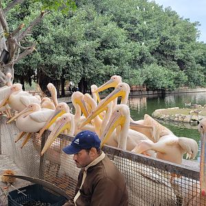 Hungry hungry pelicans - Dec 2023