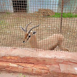 Dorcas (?) Gazelle - Dec 2023