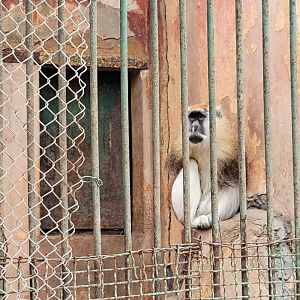 Male patas monkey - Dec 2023