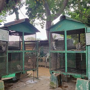 Grivet enclosures - Dec 2023