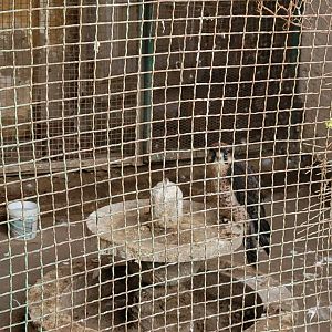 Lanner falcon - Dec 2023