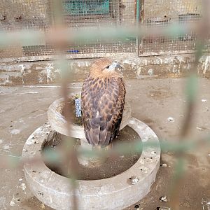 Long-legged buzzard - Dec 2023