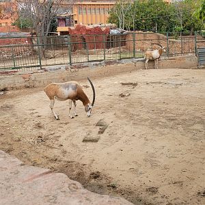 Scimitar-horned oryx - Dec 2023