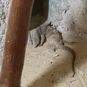 Desert monitor- Dec 2023