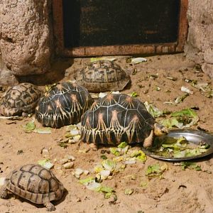 Multiple tortoise species - Dec 2023