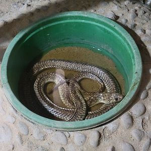 Egyptian cobra (in a bucket) - Dec 2023