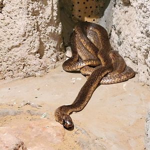 Snake ID, Alexandria Zoo