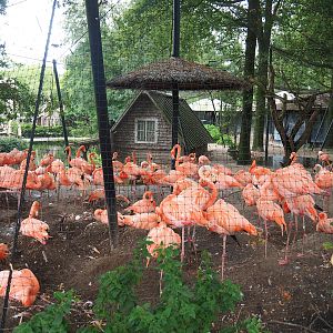American flamingo and Bar-headed goose aviary, 2023-08-17