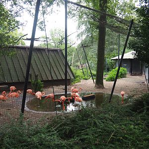 American flamingo and Bar-headed goose aviary, 2023-08-17