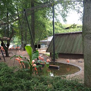 American flamingo and Bar-headed goose aviary, 2023-08-17