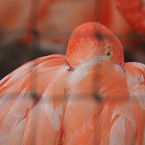 American flamingo (Phoenicopterus ruber), 2023-08-17