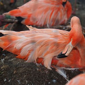 American flamingo (Phoenicopterus ruber), 2023-08-17
