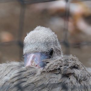 American flamingo (Phoenicopterus ruber), 2023-08-17