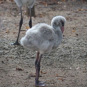 American flamingo (Phoenicopterus ruber), 2023-08-17