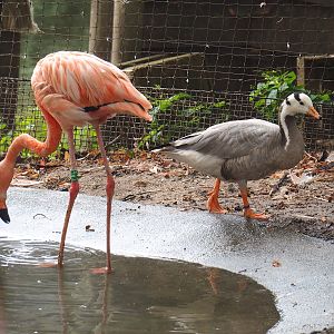 American flamingo (Phoenicopterus ruber) and Bar-headed goose (Anser indicus), 2023-08-17