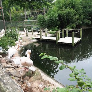 Great white pelican land area, 2023-08-17