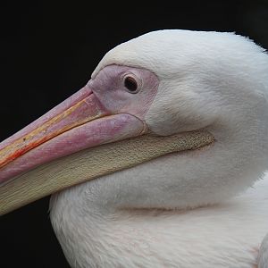 Great white pelican (Pelecanus onocrotalus), 2023-08-17