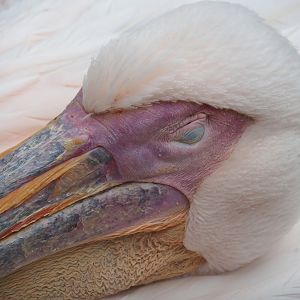Great white pelican (Pelecanus onocrotalus), 2023-08-17