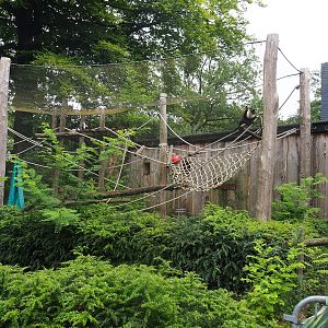 Temporary exhibit for Roloway guenons next to Lar gibbon house, 2023-08-17