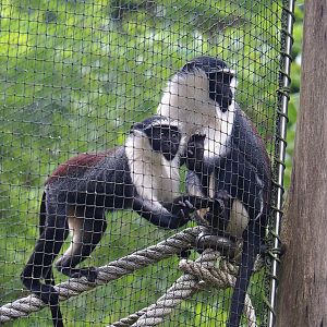 Roloway guenons (Cercopithecus roloway), 2023-08-17