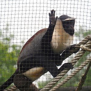 Roloway guenon (Cercopithecus roloway), 2023-08-17